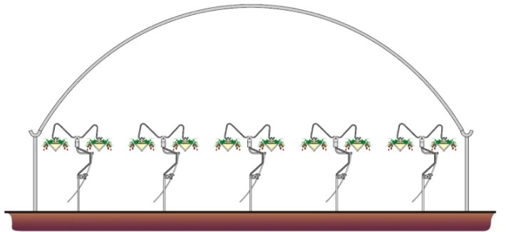 NGS rotational system strawberry — tunnel cross-section with the growing lines in horizontal position